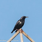 Spotless Starling