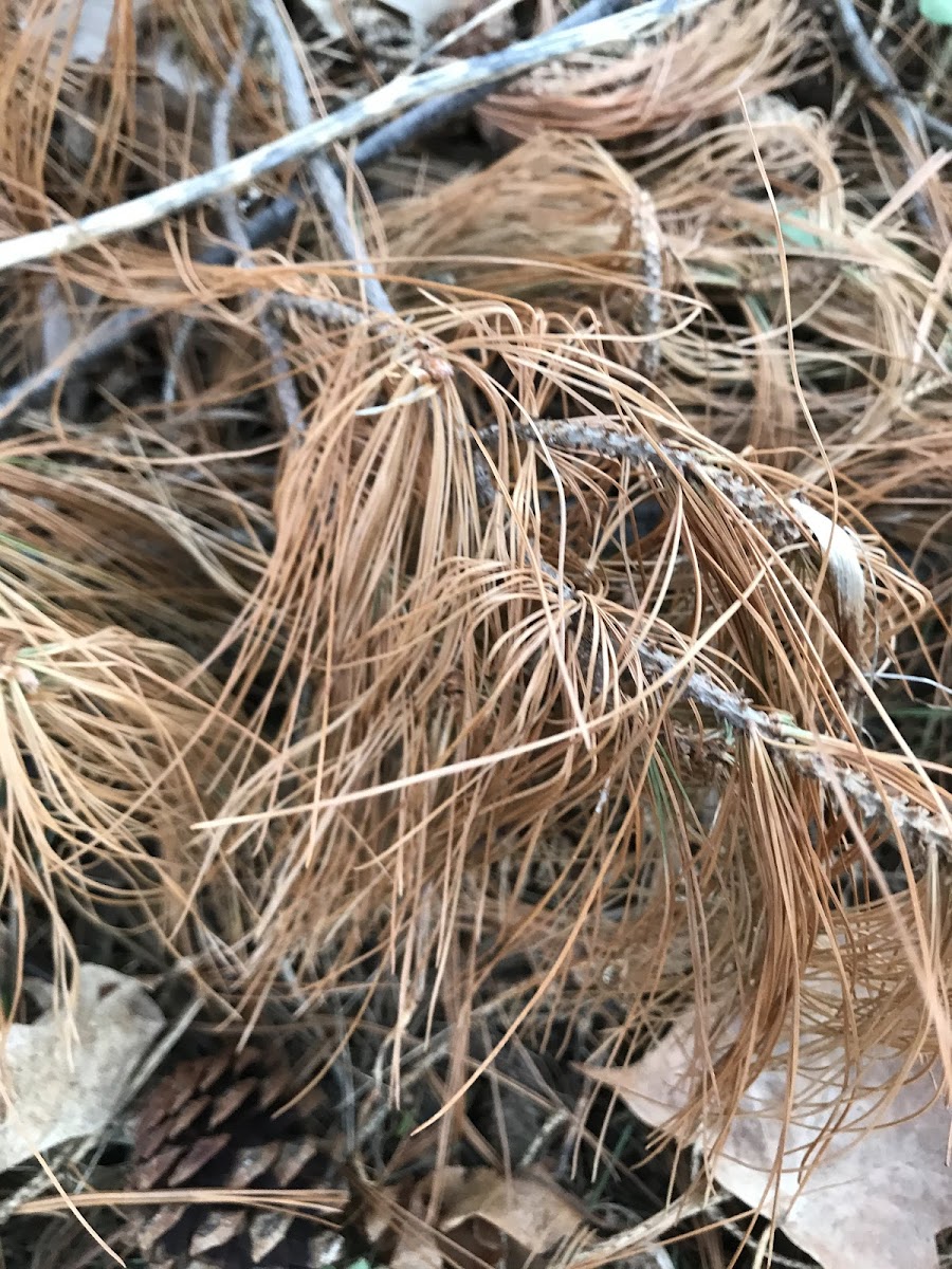 pine needles