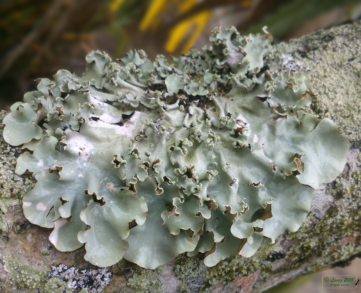 Unidentified Foliose Lichen