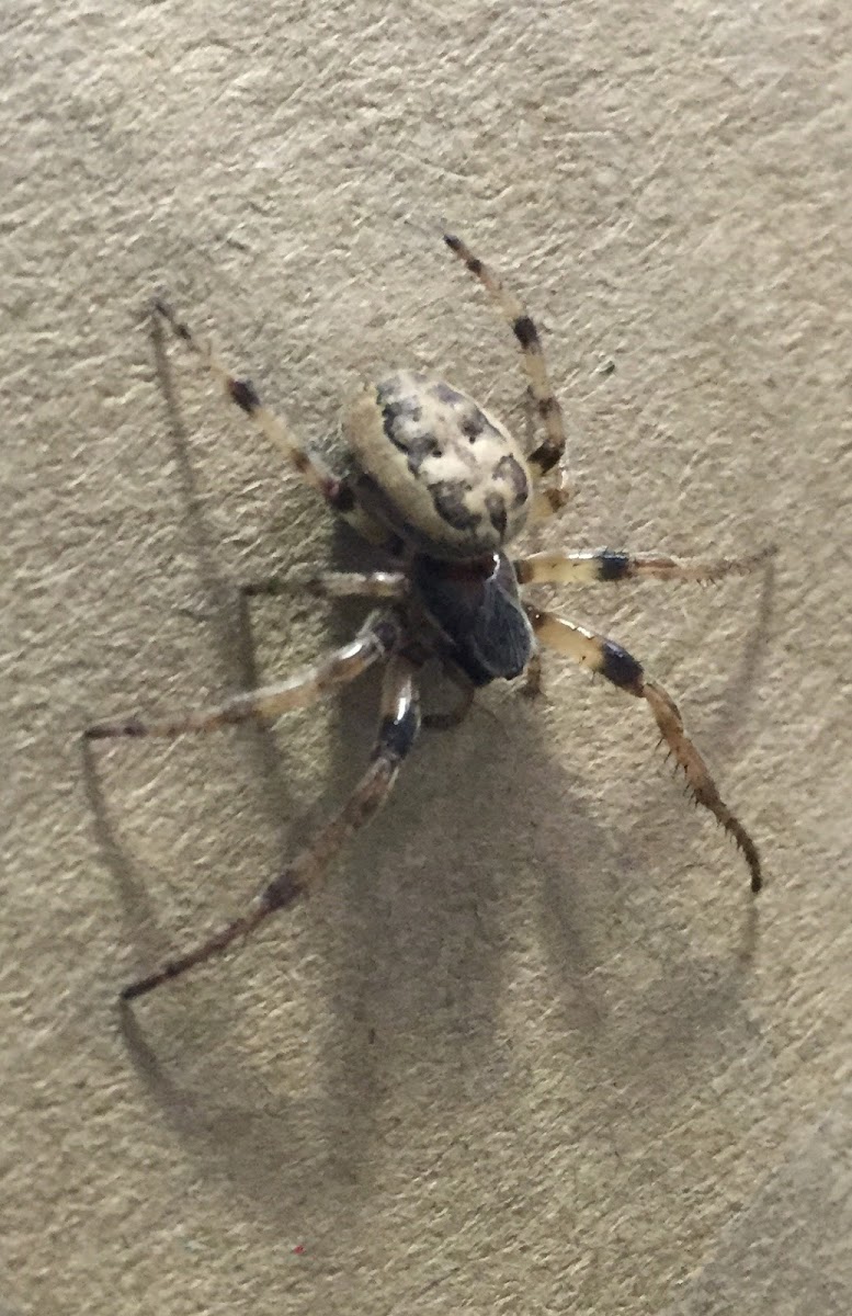 American House Spider