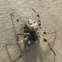 American House Spider