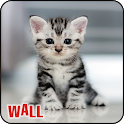 Best Cat Wallpapers ,Kitty/Kit