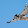 Northern Hawk Owl