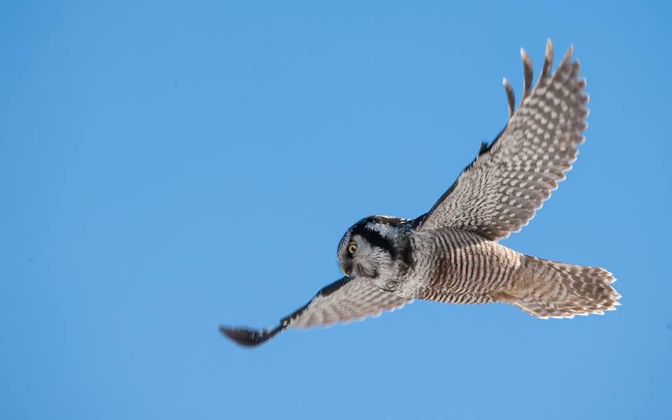 Northern Hawk Owl