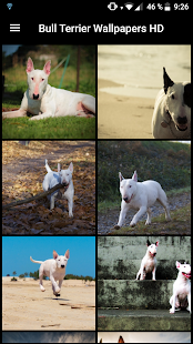 Bull Terrier Wallpaper HD - náhled