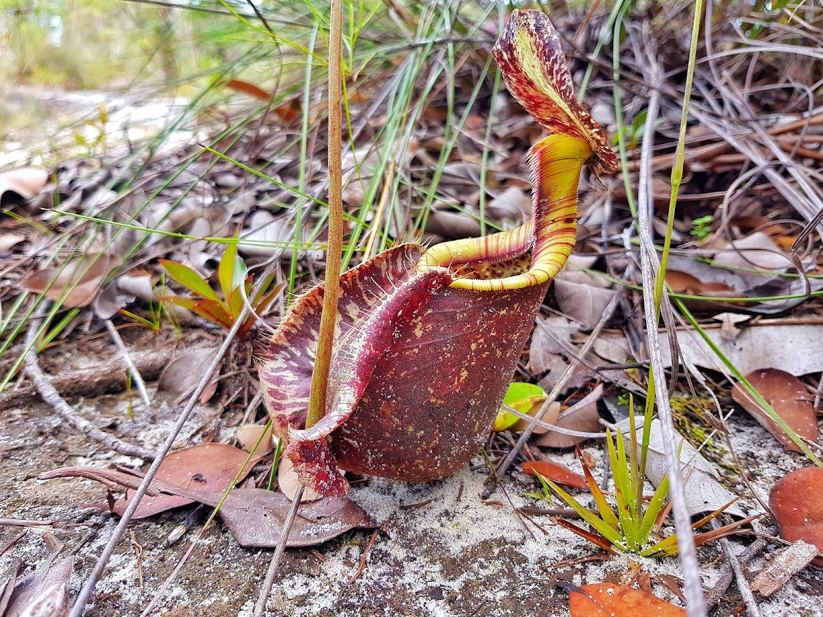 Pitcher plant