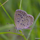 Pale Grass Blue