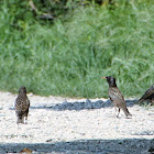 European Starling