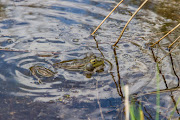 The Pickersgill’s reed frog had lost much of its natural habitat as a result of wetland drainage or destruction for agricultural‚ urban and industrial development.