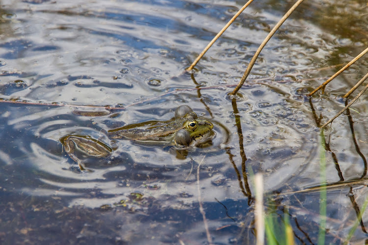 The Pickersgill’s reed frog had lost much of its natural habitat as a result of wetland drainage or destruction for agricultural‚ urban and industrial development.