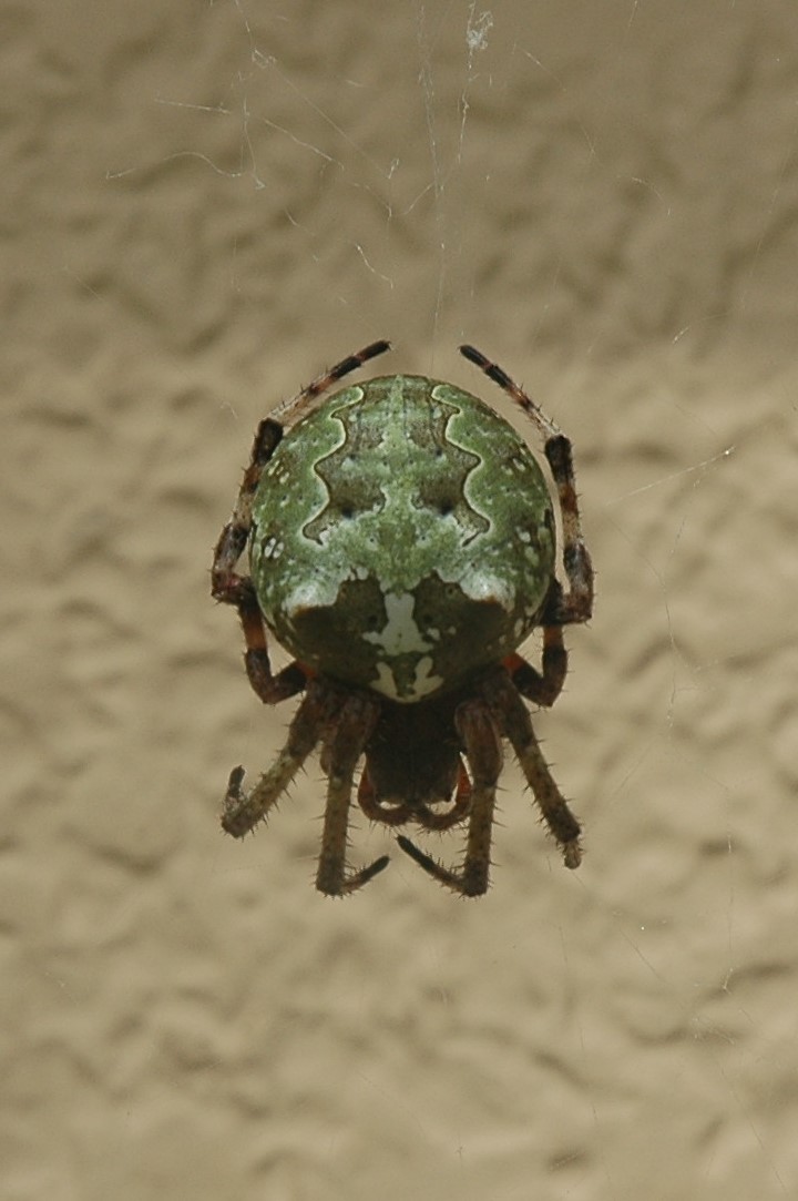 Giant Lichen Orbweaver