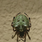 Giant Lichen Orbweaver