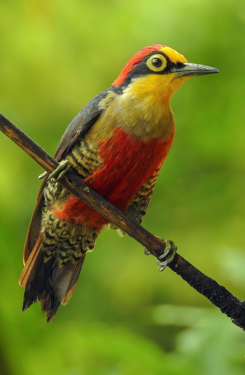 Yellow-fronted Woodpecker