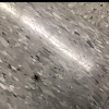 Black Recluse Spider