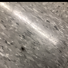 Black Recluse Spider