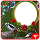 Download Woodpecker Insta DP For PC Windows and Mac 1.0