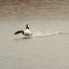 Bufflehead