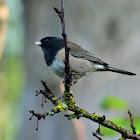 Dark-eyed junco