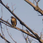 Red Tailed Hawk