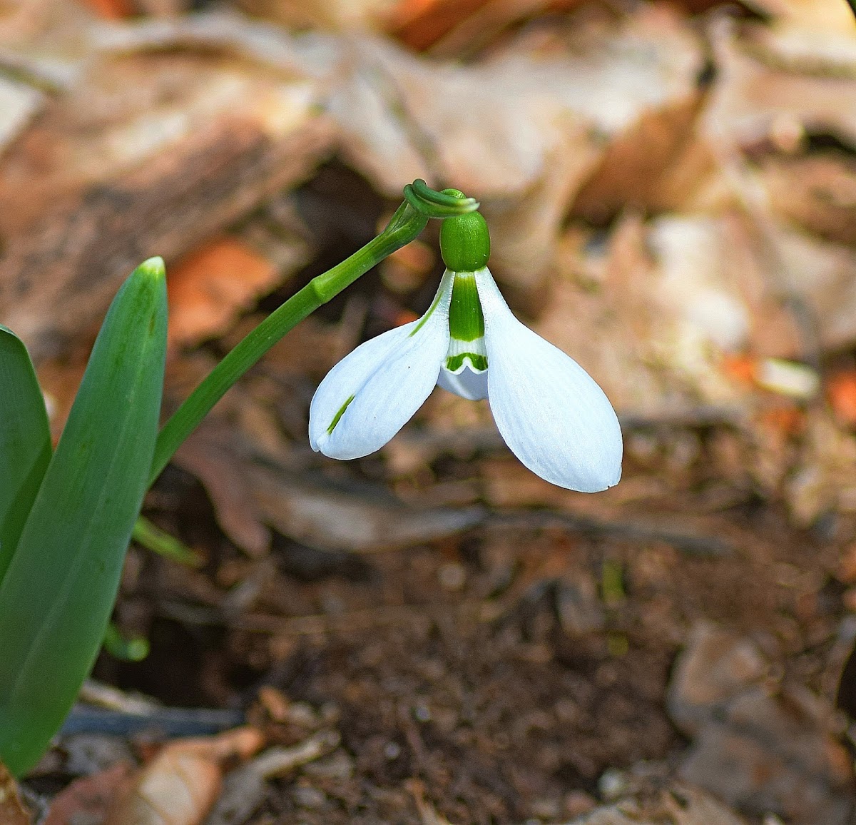 Giant Snowdrop