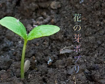 花の芽ポプリ