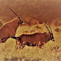 Due cuori e una savana di 