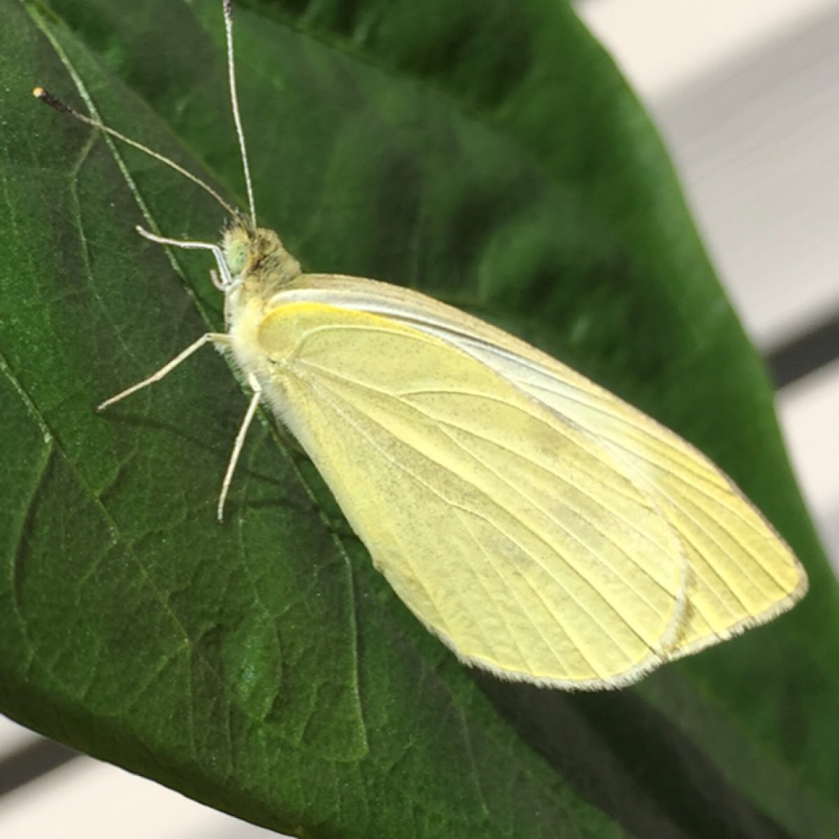 Cabbage White - female