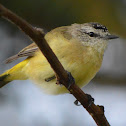 Yellow-rumped Thornbill