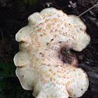 Dryad's Saddle