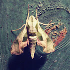 Pandorus Sphinx Moth