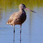 Marbled Godwit