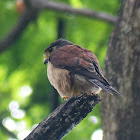 Seychelles Kestrel