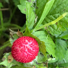 Indian Strawberry