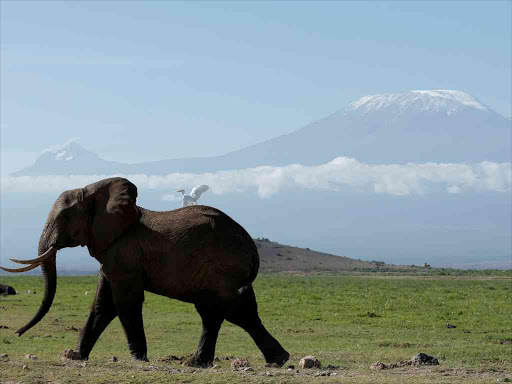 An elephant in Amboseli National Park /REUTERS