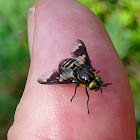 Twin-lobed Deerfly