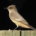 Say's phoebe