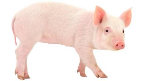 Image result for pig with white background