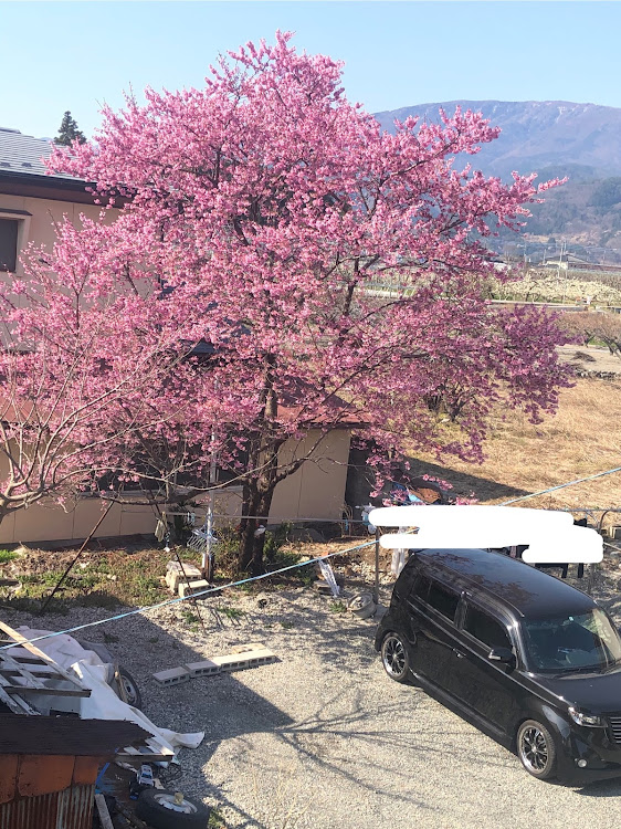 bBの桜とコラボ・桜と愛車・桜・よくね？に関するカスタム事例の投稿画像3枚目
