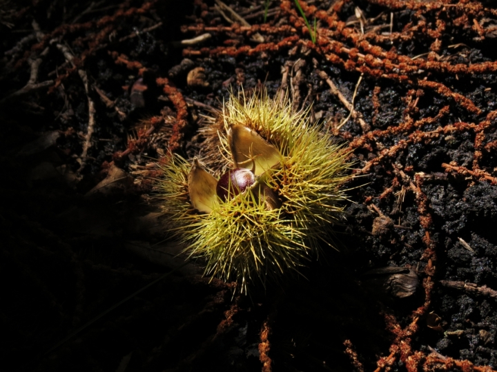 Il frutto dell'autunno di klaud46