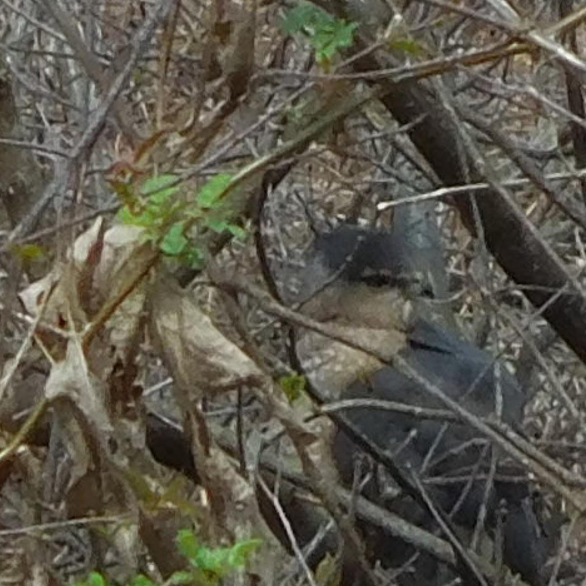 Sharp-shinned/Cooper's Hawk