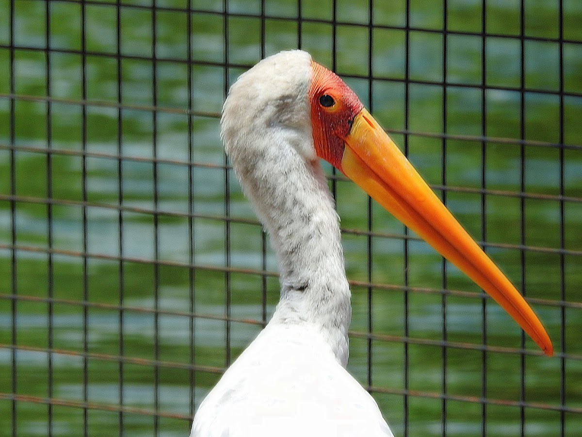 Yellow-billed stork