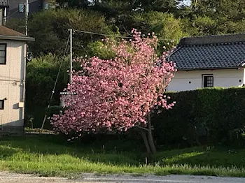 五つ葉の花言葉 1