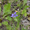 Wild Violet