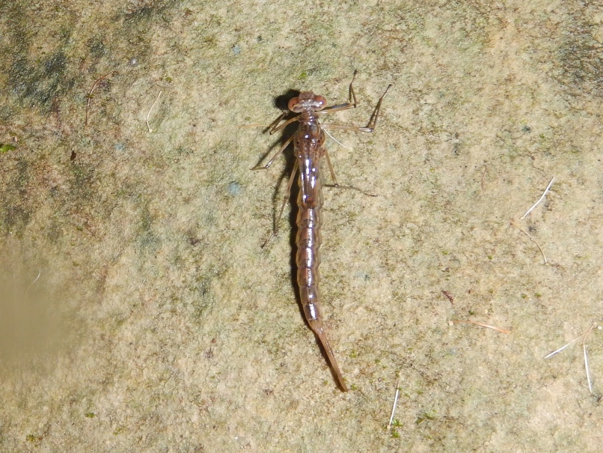 Damselfly nymph