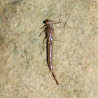 Damselfly nymph