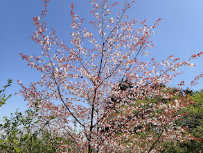 山桜