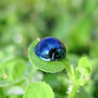 Steelblue Ladybird