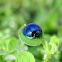 Steelblue Ladybird