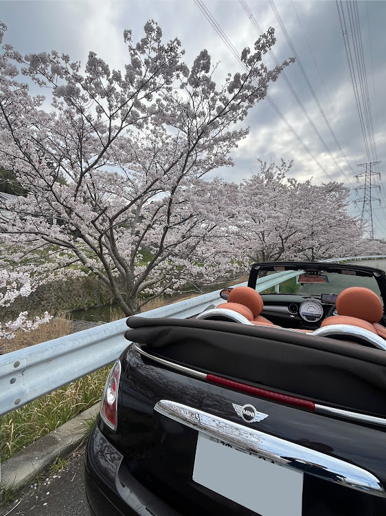 ミニ コンバーチブルのMINI・MINI乗りさんと繋がりたい・ドライブ・サクラと愛車・桜とコラボに関するカスタム事例の投稿画像4枚目