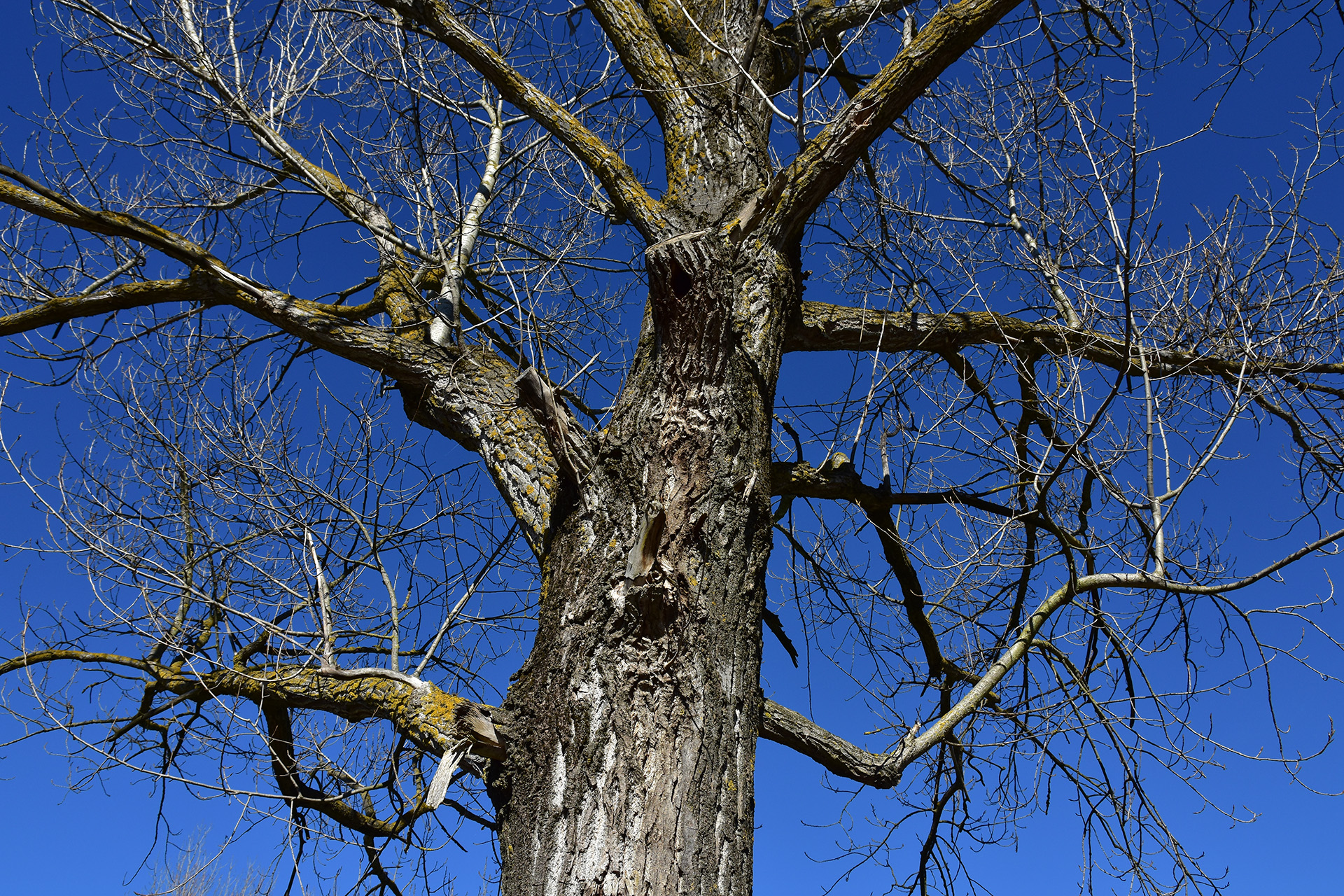 Scherzi della natura...... di pieralisa